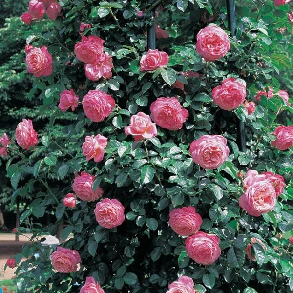 Grimpant LA VANOISE Parc National ® Korhokhel